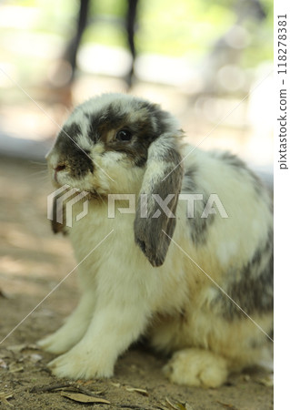 Rabbits in Farm 118278381