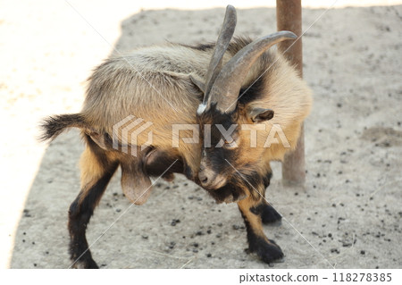 Animal in Farm 118278385