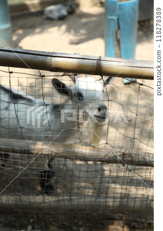 Animal in Farm 118278389