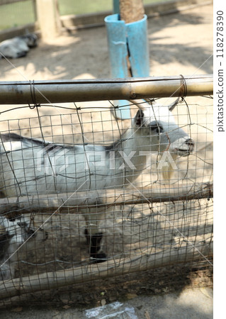 Animal in Farm Animal in Farm 118278390