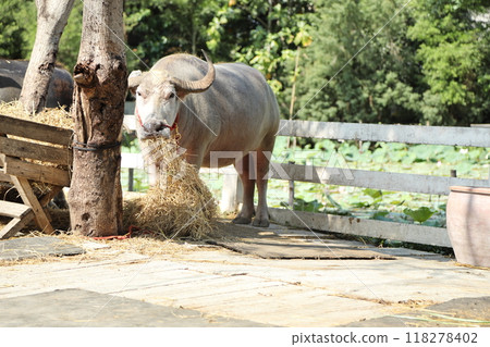 Animal in Farm Animal in Farm 118278402