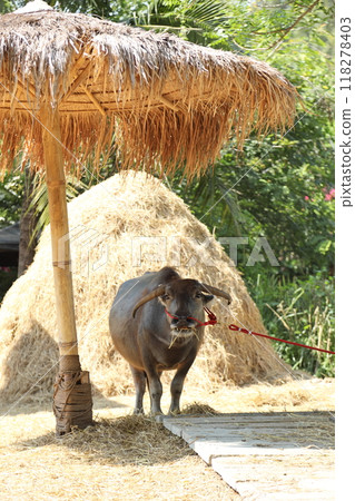 Animal in Farm 118278403