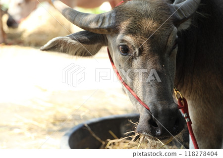 Animal in Farm 118278404