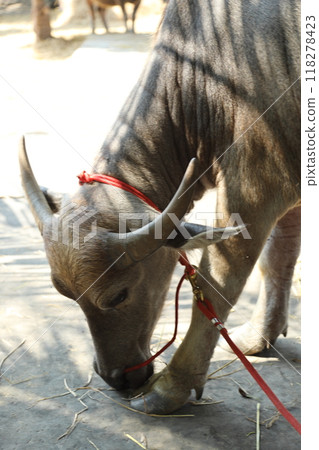 Animal in Farm Animal in Farm 118278423