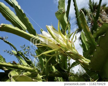 Dragon fruit flowers 118278429