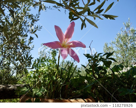 Zephyrinus flowers 118278926