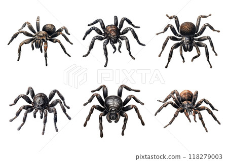 Black tarantula Collection Bundle Set Isolated on a Transparent Background 118279003