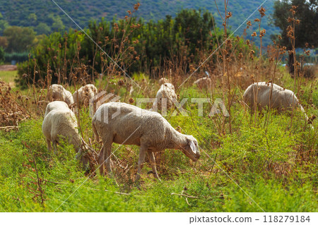 A beautiful pastoral scene depicts sheep peacefully grazing in the lush green countryside A beautiful pastoral scene depicts sheep peacefully grazing in the lush green countryside 118279184