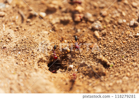 A group of ants at the entrance to an anthill close up macro 118279281