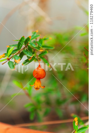 This is a close up of a beautiful pomegranate tree displaying vibrant red fruits This is a close up of a beautiful pomegranate tree displaying vibrant red fruits 118279460