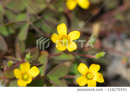 Oxalis flowers bathed in early summer sunlight 118279591