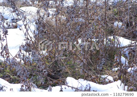 一叢枯萎的冬艾 一叢枯萎的冬艾 118279690