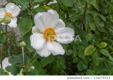 Pure white flowers of the Japanese anemone blooming in autumn 118279725