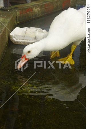 duck went out to find food on the farm. 118279984