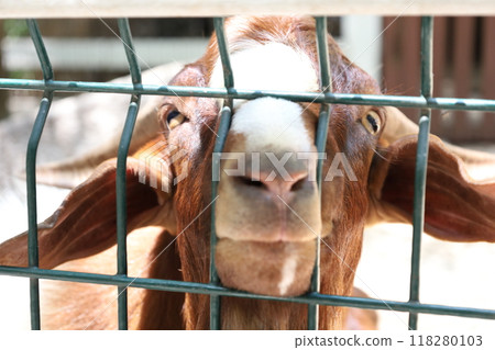 Farm Animal Life Farm Animal Life 118280103