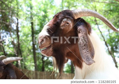 Farm Animal Life Farm Animal Life 118280105