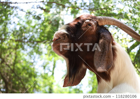 Farm Animal Life Farm Animal Life 118280106