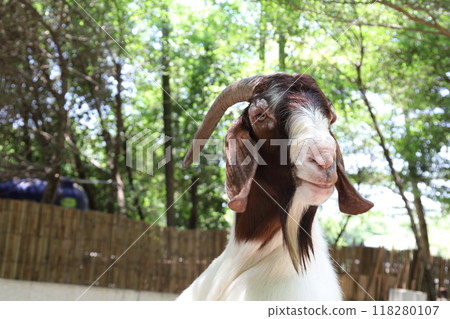 Farm Animal Life Farm Animal Life 118280107