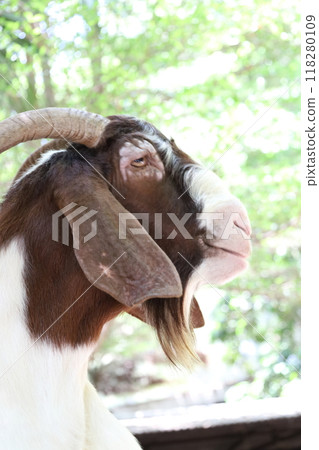 Farm Animal Life Farm Animal Life 118280109