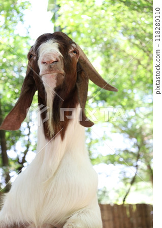 Farm Animal Life Farm Animal Life 118280110