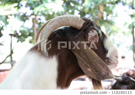 Farm Animal Life Farm Animal Life 118280113