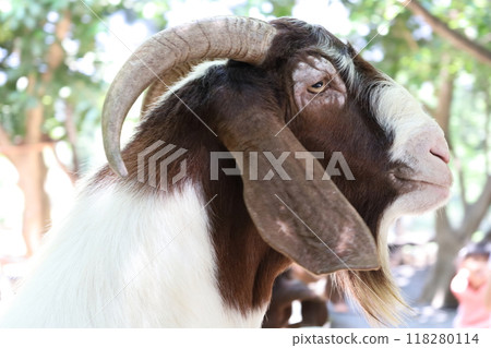 Farm Animal Life 118280114
