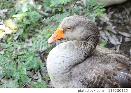 Farm Animal Life 118280115