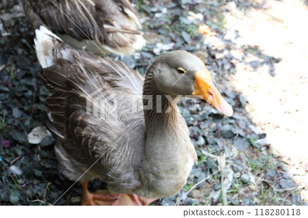 Farm Animal Life 118280118