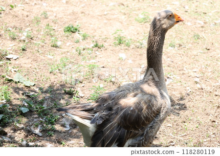 Farm Animal Life 118280119