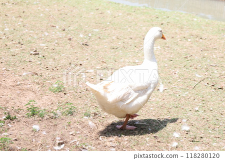 Farm Animal Life Farm Animal Life 118280120