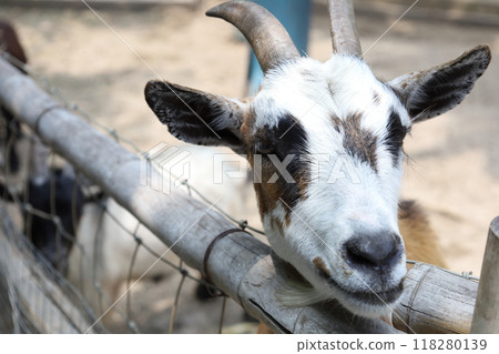 Farm Animal Life Farm Animal Life 118280139