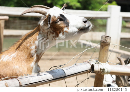 Farm Animal Life 118280143