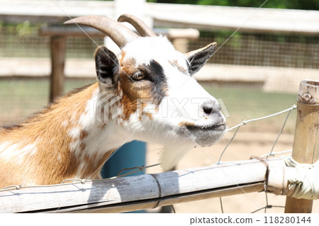 Farm Animal Life 118280144