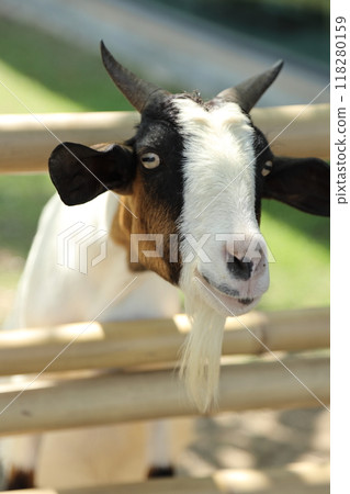Farm Animal Life Farm Animal Life 118280159