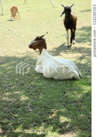 Farm Animal Life 118280163