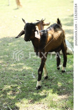 Farm Animal Life 118280164