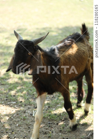 Farm Animal Life Farm Animal Life 118280165