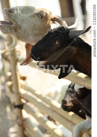 Farm Animal Life Farm Animal Life 118280166