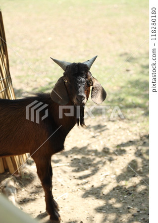 Farm Animal Life 118280180