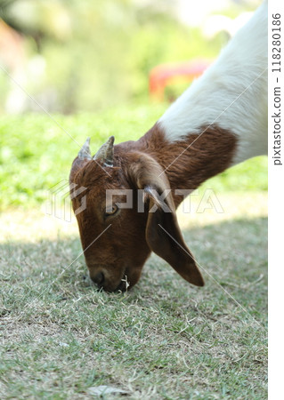Farm Animal Life Farm Animal Life 118280186