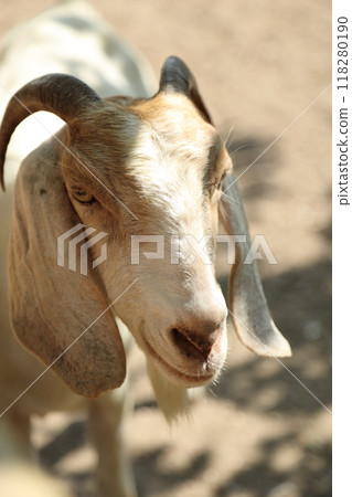 Farm Animal Life Farm Animal Life 118280190