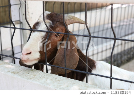 Farm Animal Life Farm Animal Life 118280194
