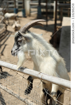 Animal in Farm Animal in Farm 118280258