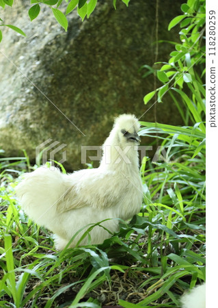 White Silkie Chicken White Silkie Chicken 118280259