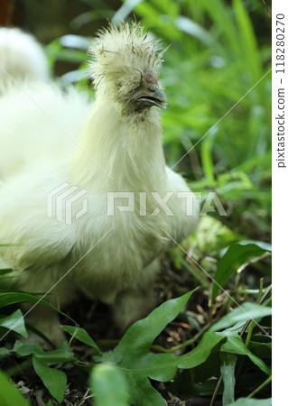 White Silkie Chicken 118280270