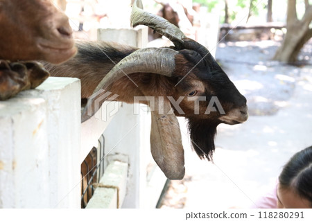 Farm Animal Life Farm Animal Life 118280291