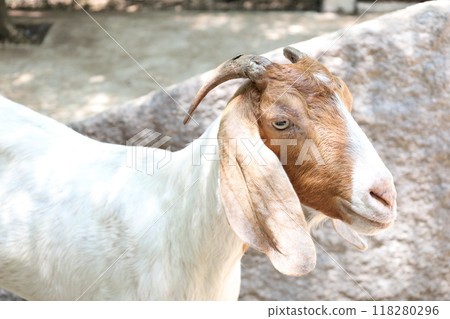 Farm Animal Life 118280296