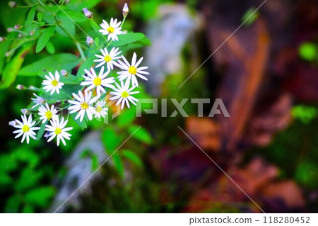 Sesame seeds of Oze 118280452