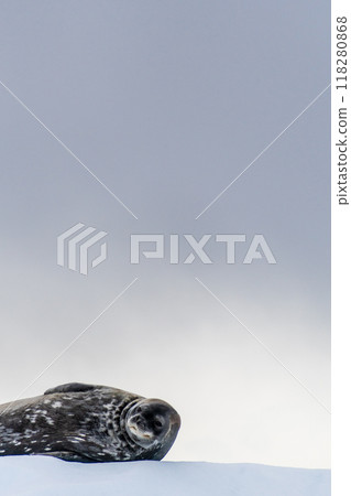 Resting Weddell Seal near Cuverville island Resting Weddell Seal near Cuverville island 118280868