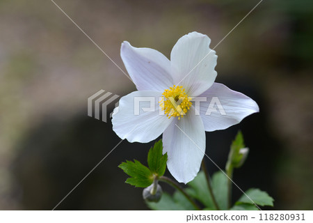 Anemones Anemones 118280931